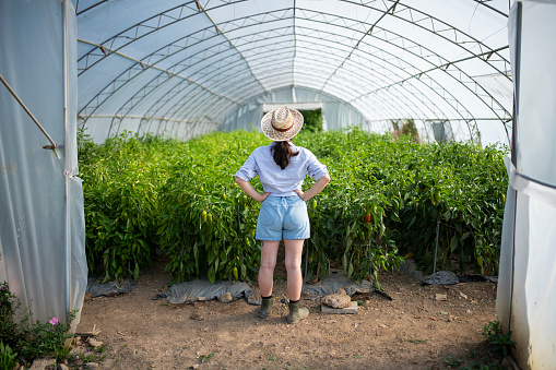 Rear view of proud female farmer in the greenhouse looking at the pepper crops.
