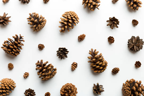 istock pine cones on colored table. natural holiday background with pinecones grouped together. Flat lay. Winter concept 1725604532