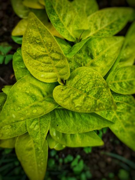istock Verdant leafy backdrop adorned with sparkling morning dew 1725611280