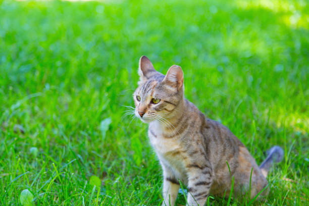 istock Watching around striped cat against a green grass from time to time, lying down and standing and analyzing situation. Concept of looking for to the big game, play, searching friends, owner, wife, husband, love, yourself 1725612909