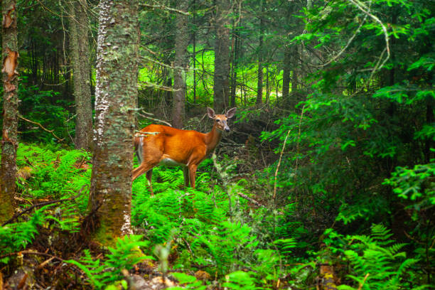 istock Wilderness of a Protected Park 1725624803