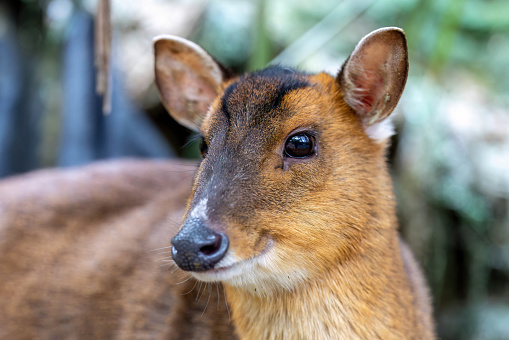 Close up Formosan Reeve's muntjac, one of three deer species native to Taiwan