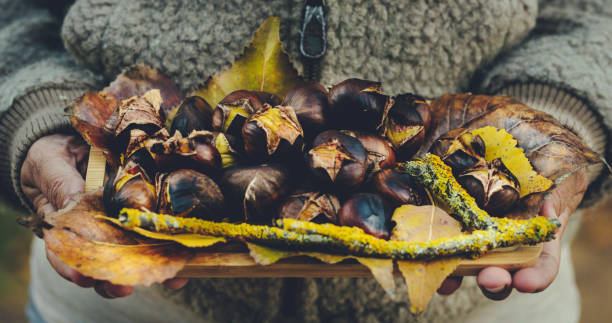 close up of woman hands holding a dish with chestnuts fruit. autumn winter color background decoration. superfood concept healthy lifestyle. roasted chestnut food. brown yellow color - sweet food chestnut yellow brown imagens e fotografias de stock