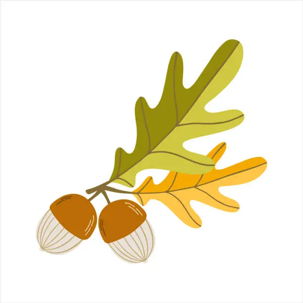 Vector illustration of Clip art of doodle oak leaves and acorns on isolated background