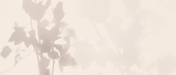 istock Beige Background Rose Flower Shadow Abstract Plant Texture Leaf Nature Light Overlay Tree Material Pastel Leaves Mockup Template Minimal Autumn Wall Floor Pattern Old Brown Color Canvas Summer. 1725648655