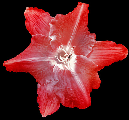 Lilia  red flower  on black  isolated background with clipping path.  Closeup. For design. View from above.  Nature.