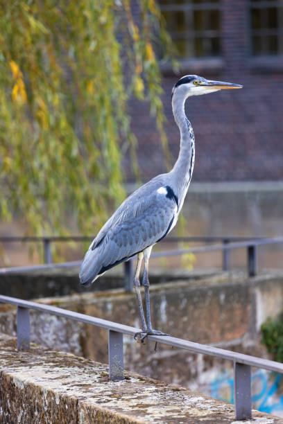 istock wild gray heron in the city 1725658609
