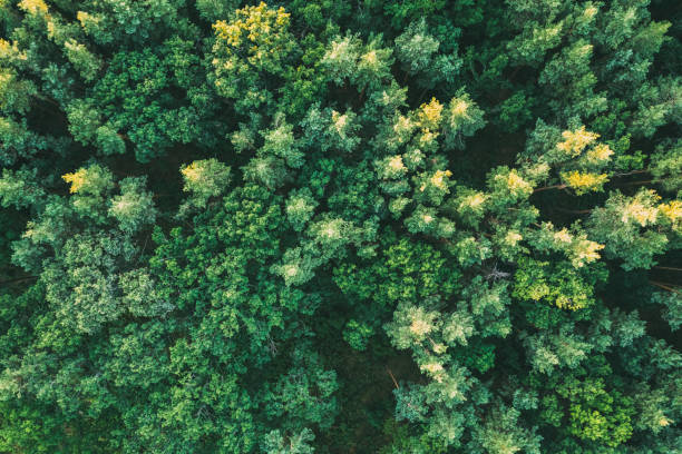 istock Tops of pine trees from height green summer 1725659923