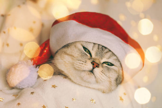 istock a cat in a Santa hat lies under a warm blanket 1725664416