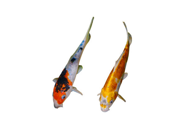 istock Colorful koi fish swimming in a small pond, isolated on white background. Selective focus, isolated on white background. 1725664956