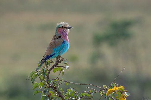 The Lilac-breasted Roller (Coracias caudatus) is a member of the roller family of birds. Samburu National Reserve, Kenya.