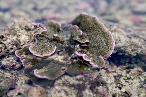 istock Balu Beach Coral Reef at Low Tide 1725683849