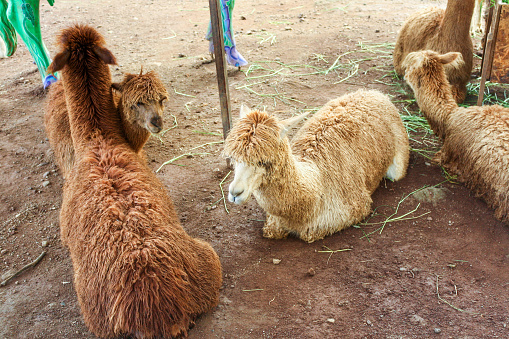 Llamas or Alpacas with fluffy brown fur sitting and relaxing on ground at a zoo in Malang, East Java, Indonesia. No people.