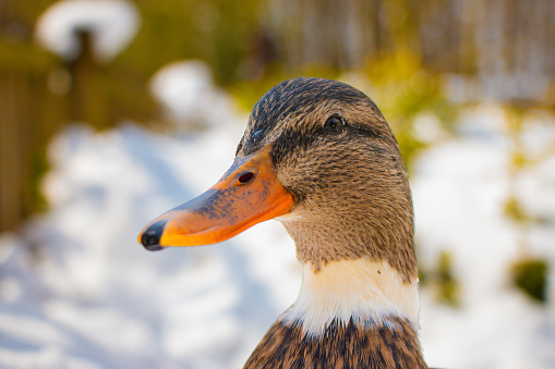 female duck in winter in ice lake in Turkey