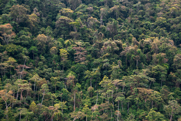 Infinite Green: Peruvian Jungle in its Splendor stock photo
