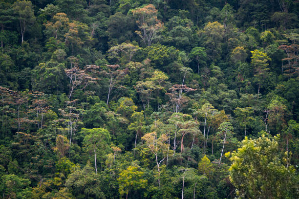 Green Forest of the Peruvian Rainforest: Peace and Beauty stock photo