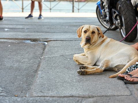 Golden retriever dog resting next to his owner. Purebred pet doggy labrador outdoors at city.