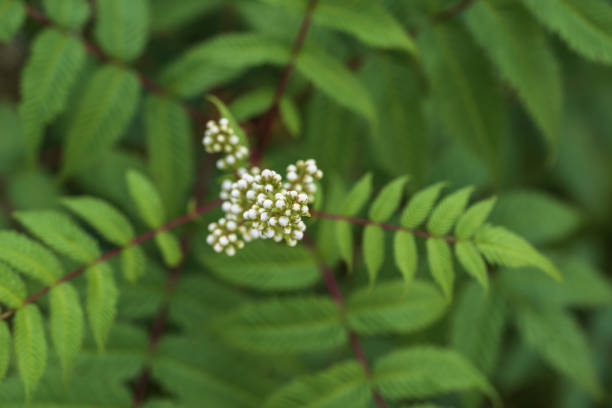 White buds on a background of green leaves