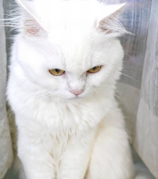 istock a white cat sitting on a window sill. 1725711569