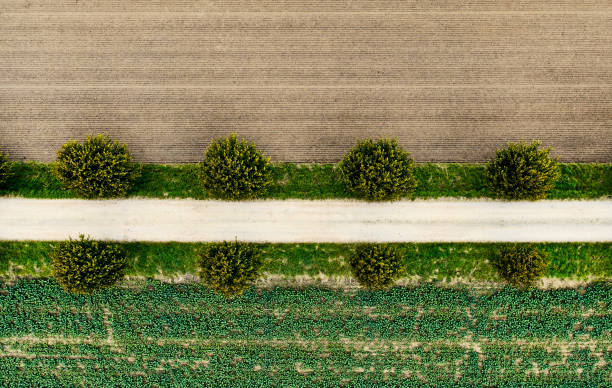 Aerial view of cultivated field