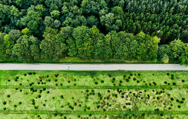 Directly above road in woodland