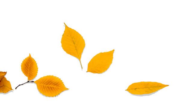 multi-colored autumn leaves on a branch isolated on a white background. - beech tree leaf isolated branch imagens e fotografias de stock