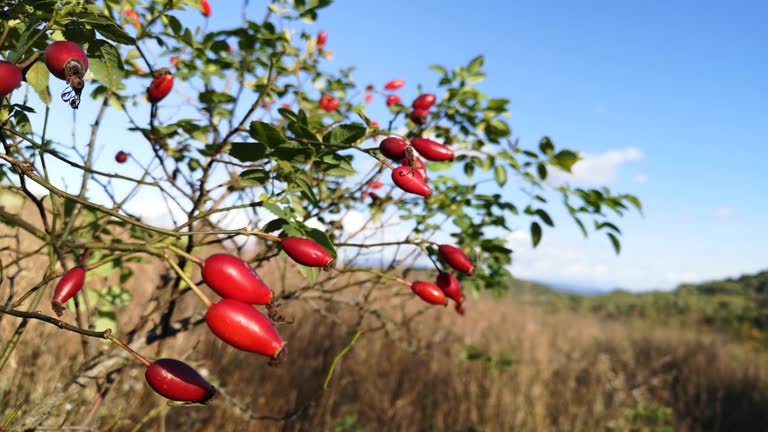 Rosehip bush in the autumn mountains