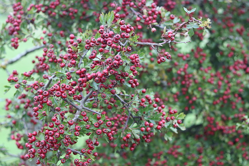 Hawthorn or crataegus covered in masses of red berries in autumn