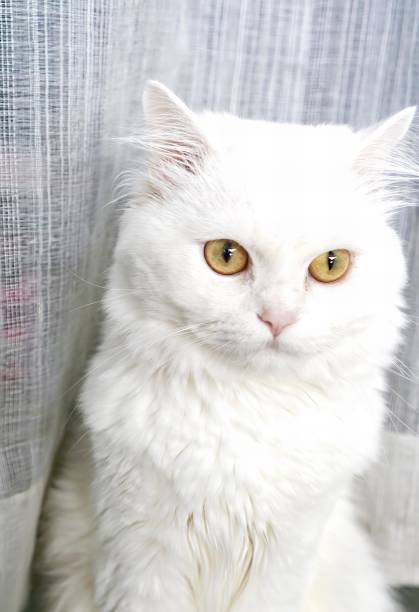 istock a white cat with yellow eyes sitting in a window. 1725725829
