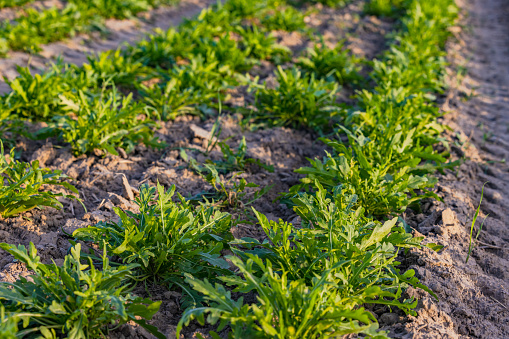 A field with arugula or garden mustard before harvest in autumn sunshine