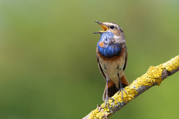 istock Bluethroat, Luscinia svecica. A singing bird sits on a beautiful branch 1725729147