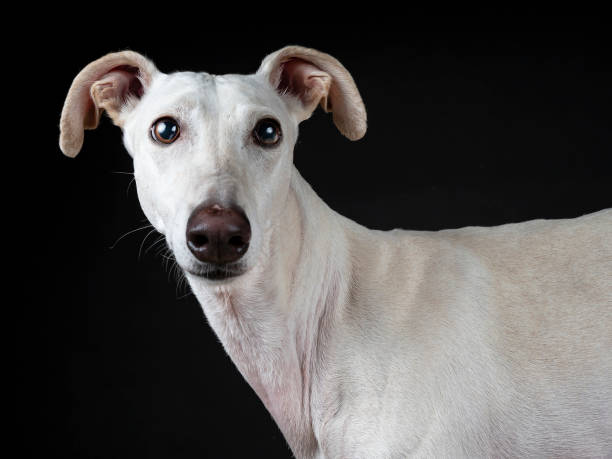 istock Portrait of white spanish greyhound 1725732802