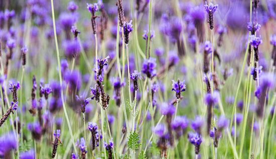 Lavender flowers blossoming in the park.