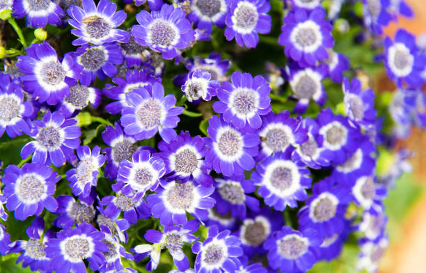 Cineraria flowers blossoming in the park Cineraria flowers blossoming in the park. cineraria stock pictures, royalty-free photos & images