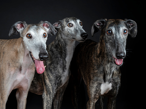 Three greyhounds