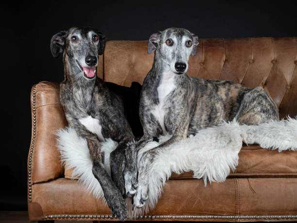 istock Two greyhounds in an armchair 1725741003