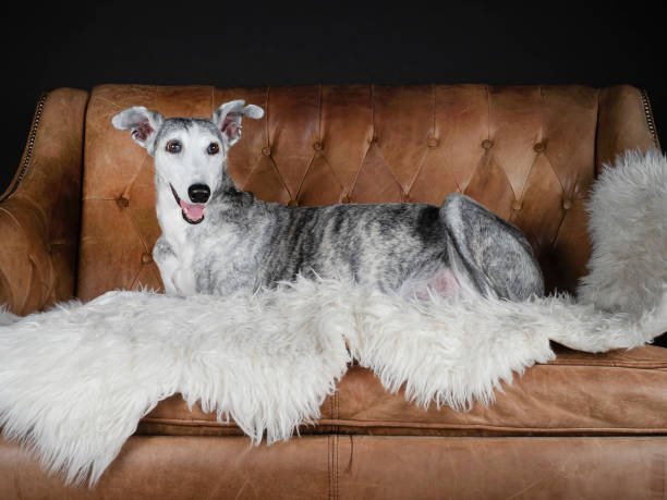 istock Greyhound in an armchair 1725741004