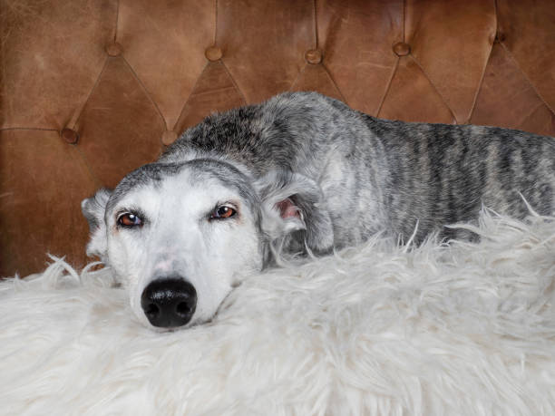 istock Greyhound in an armchair 1725741012