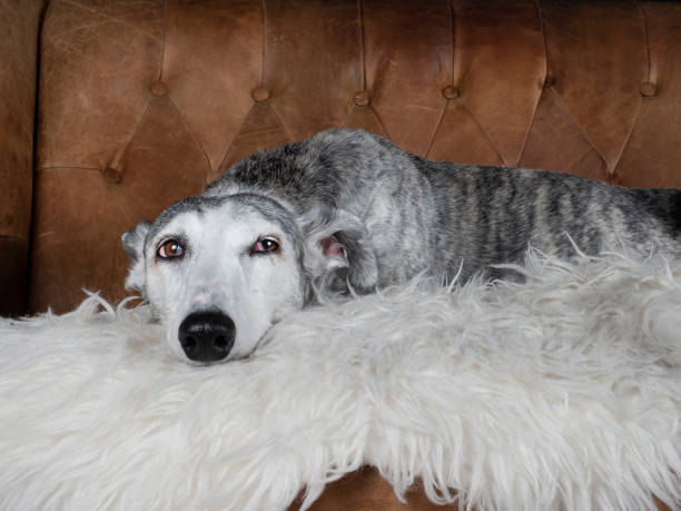 istock Greyhound in an armchair 1725741017