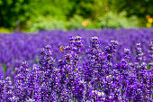 Wañaka Lavender Fields, New Zealand