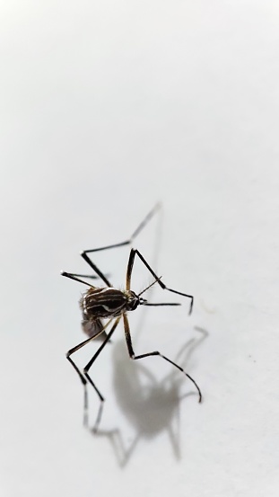 mata de sao joao, bahia / brazil - october 14, 2020: mosquito is seen in a house in the city of Mata de Sao Joao.\