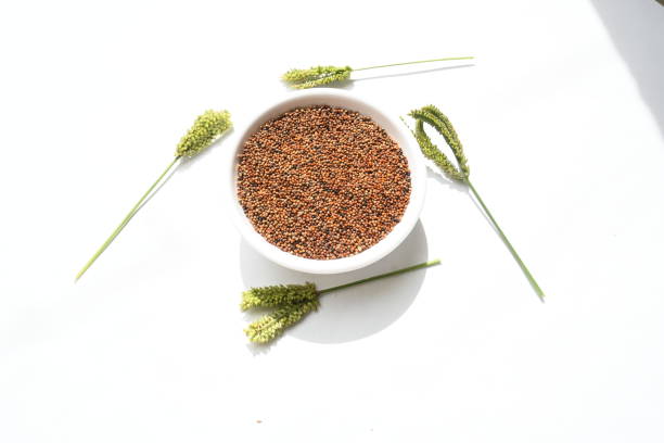 spikelet of ripe millet of golden and yellow color lit by the rays of the summer sun on a blurred background. soft selective focus. harvest concept. Place for text. High quality photo.