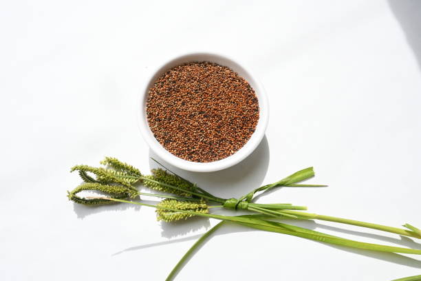 istock Eleusine coracana or finger millet. 1725761180