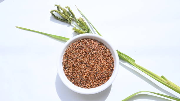 istock Eleusine coracana or finger millet. 1725761405
