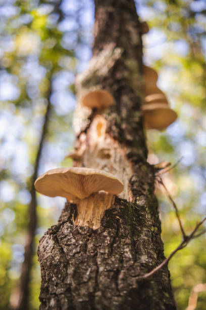 istock Strange mushrooms growing on the tree trunk 1725764184