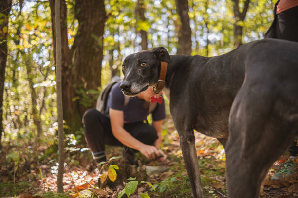 istock Young man going into the woods to get some chestnuts 1725764806