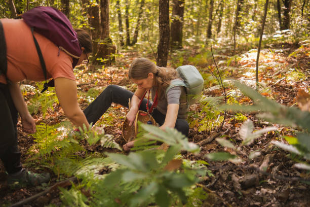 istock Harvesting some sweet chestnuts 1725765309