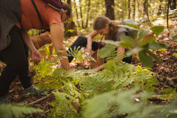 istock Harvesting some sweet chestnuts 1725765837