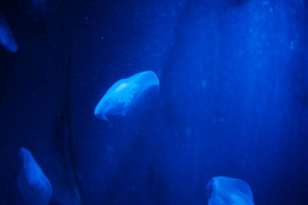 istock Magnificent jellyfish swimming 1725766947
