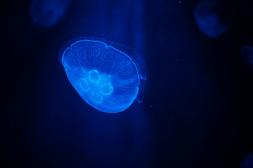 Watching translucent jellyfish peacefully swimming around